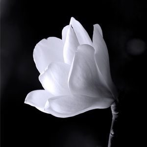 Meet your Posher, Rachael